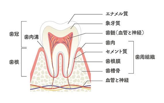 歯の構成と組織の特徴・役割