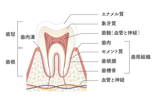 歯の構造と歯髄の位置｜根管治療とは？治療の流れと根管治療の重要性｜渋谷マロン歯科Tokyo